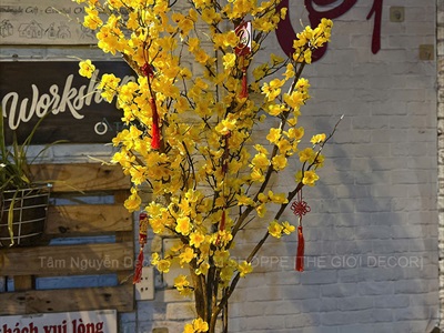 Cây Mai Vàng thân gỗ Cao 130 - 140cm CAYCANH-TET-02